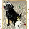 rnb8paws2love
